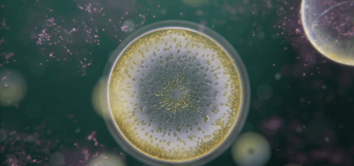 Future of Nature - Underwater Macro VFX