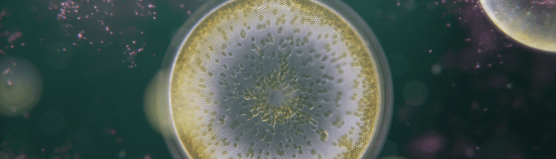 Future of Nature - Underwater Macro VFX